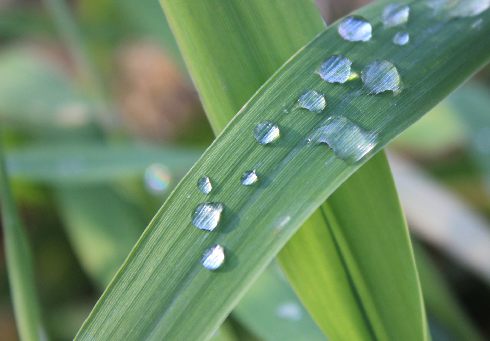 grass plants dew free photo