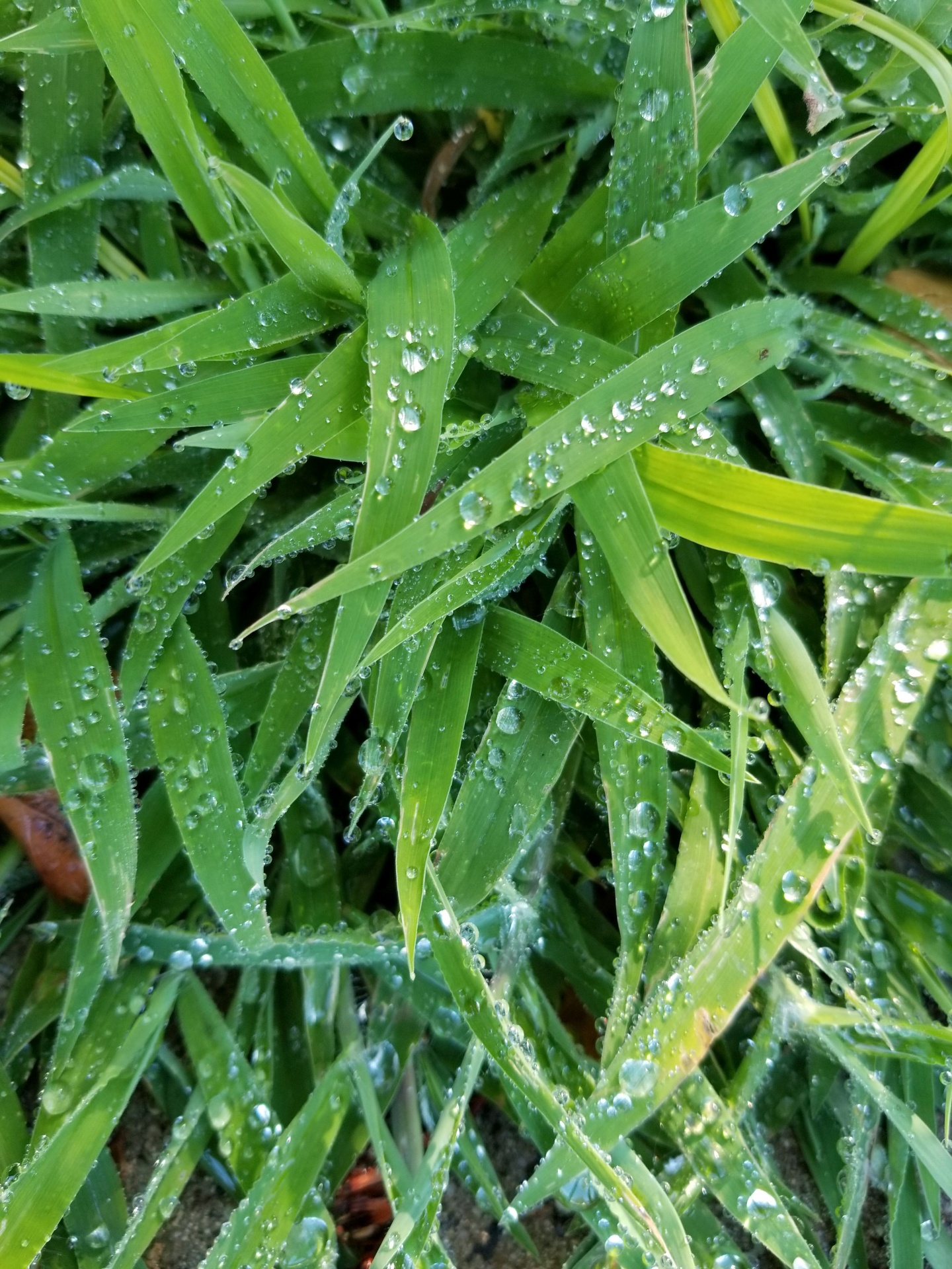 grass water dew free photo