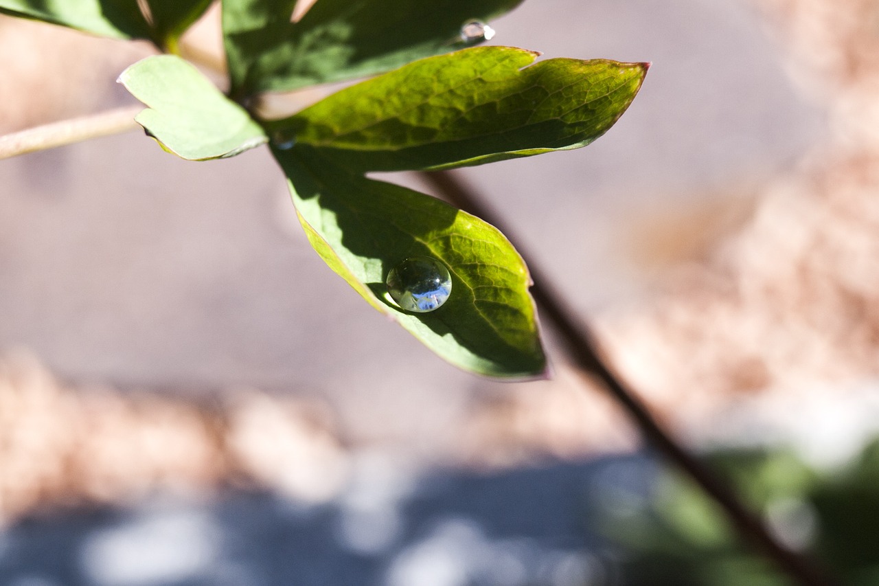 dewdrop dew leaves free photo