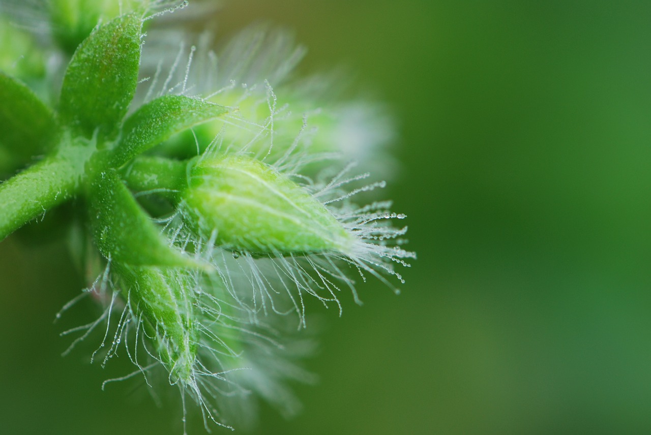 dewdrop bud close free photo