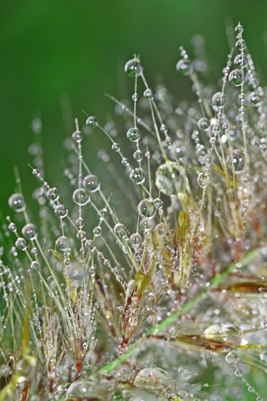 dewdrop dew beaded free photo