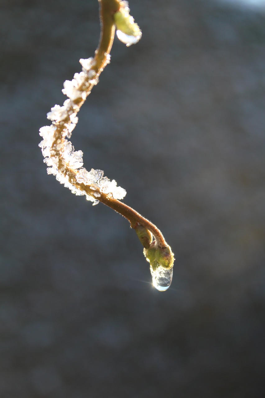 dewdrop frost winter free photo