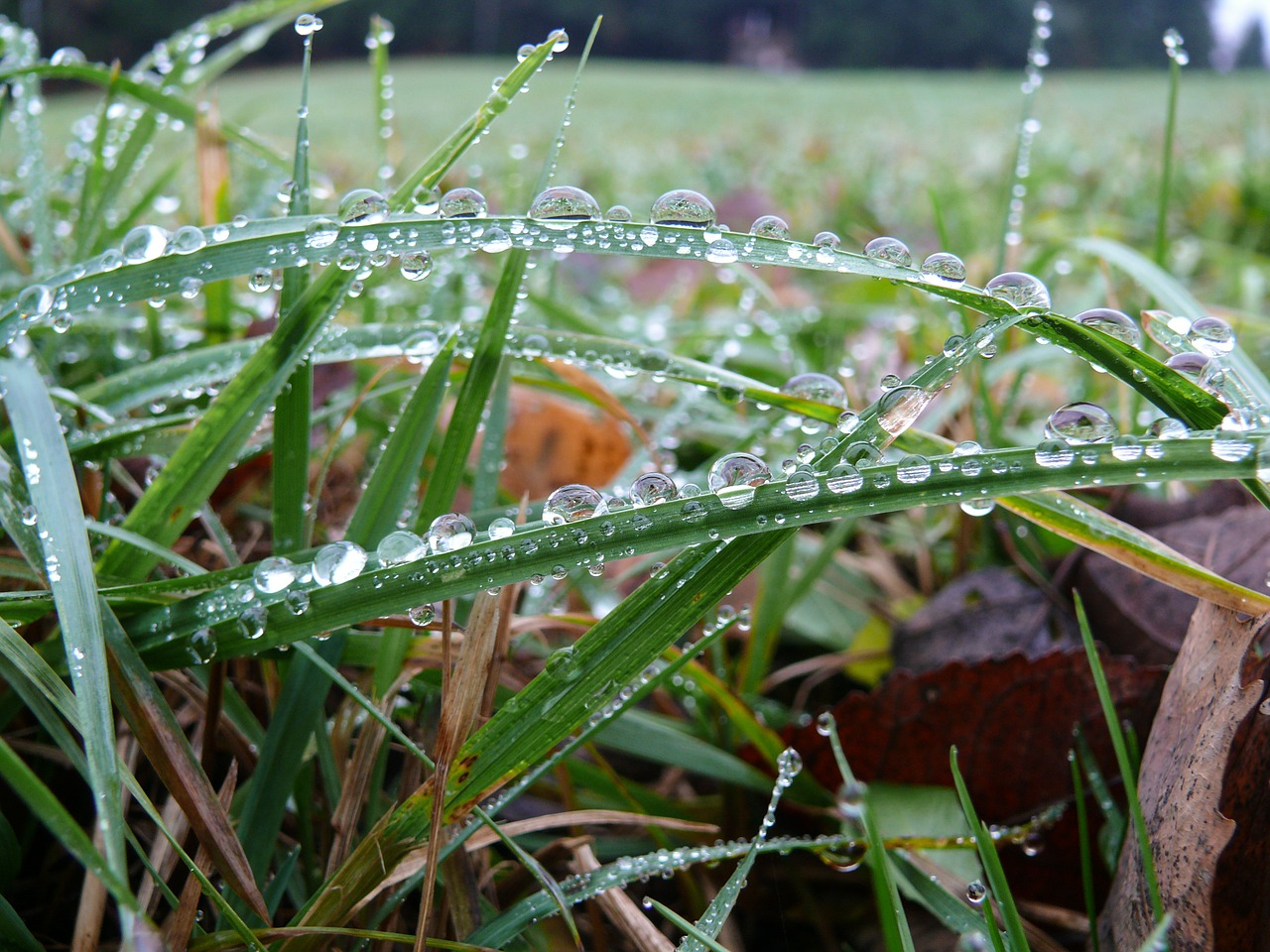 dewdrop grass grass with dew free photo