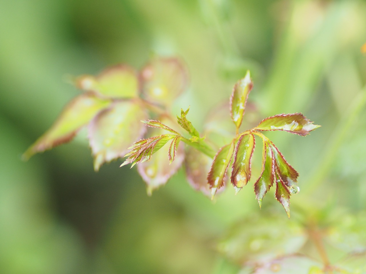 dewdrop flower yellow free photo