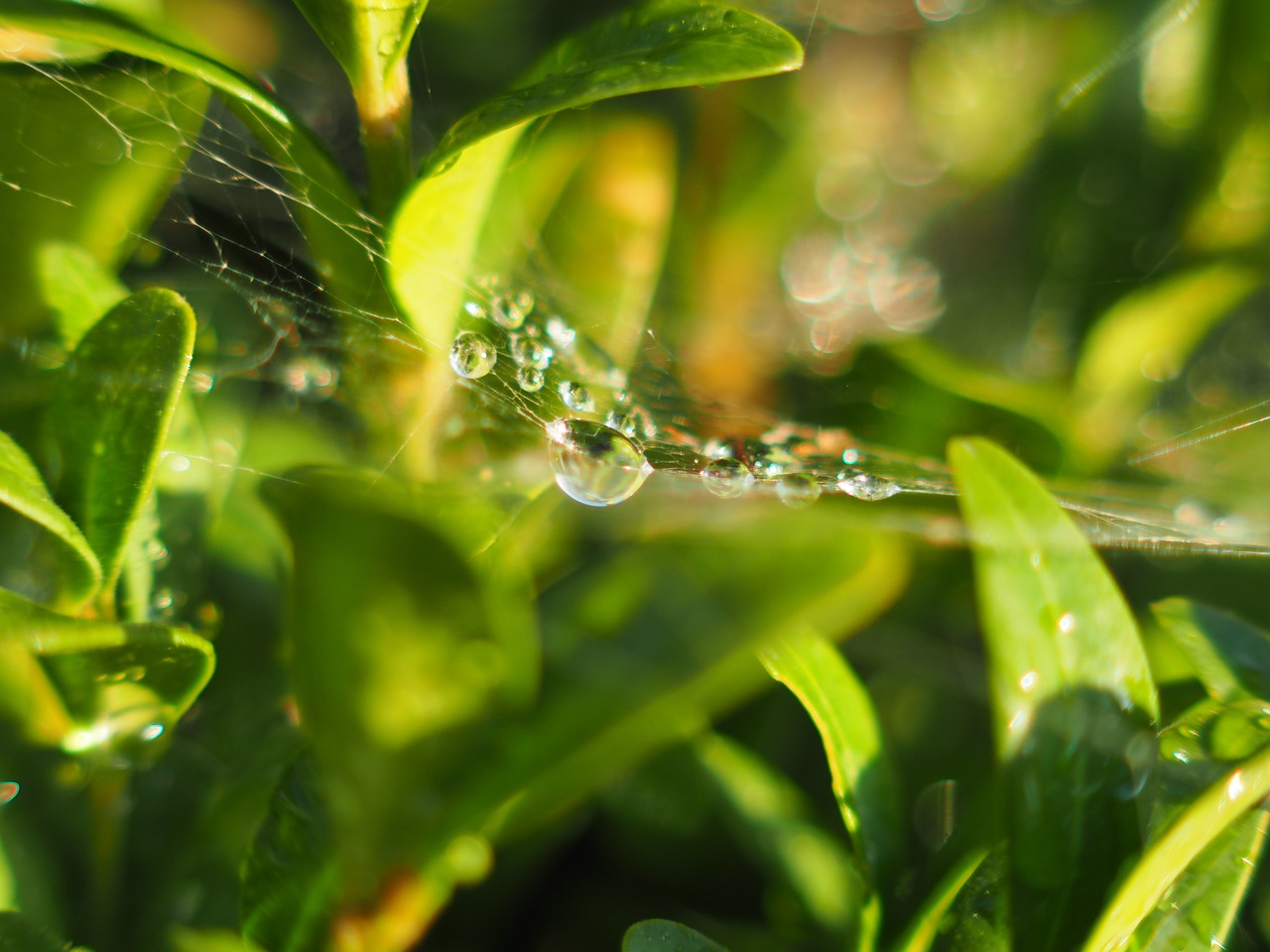 dewdrop morgentau dew free photo