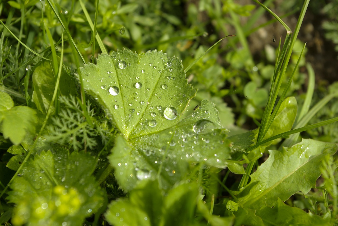 dewdrop leaf plant free photo