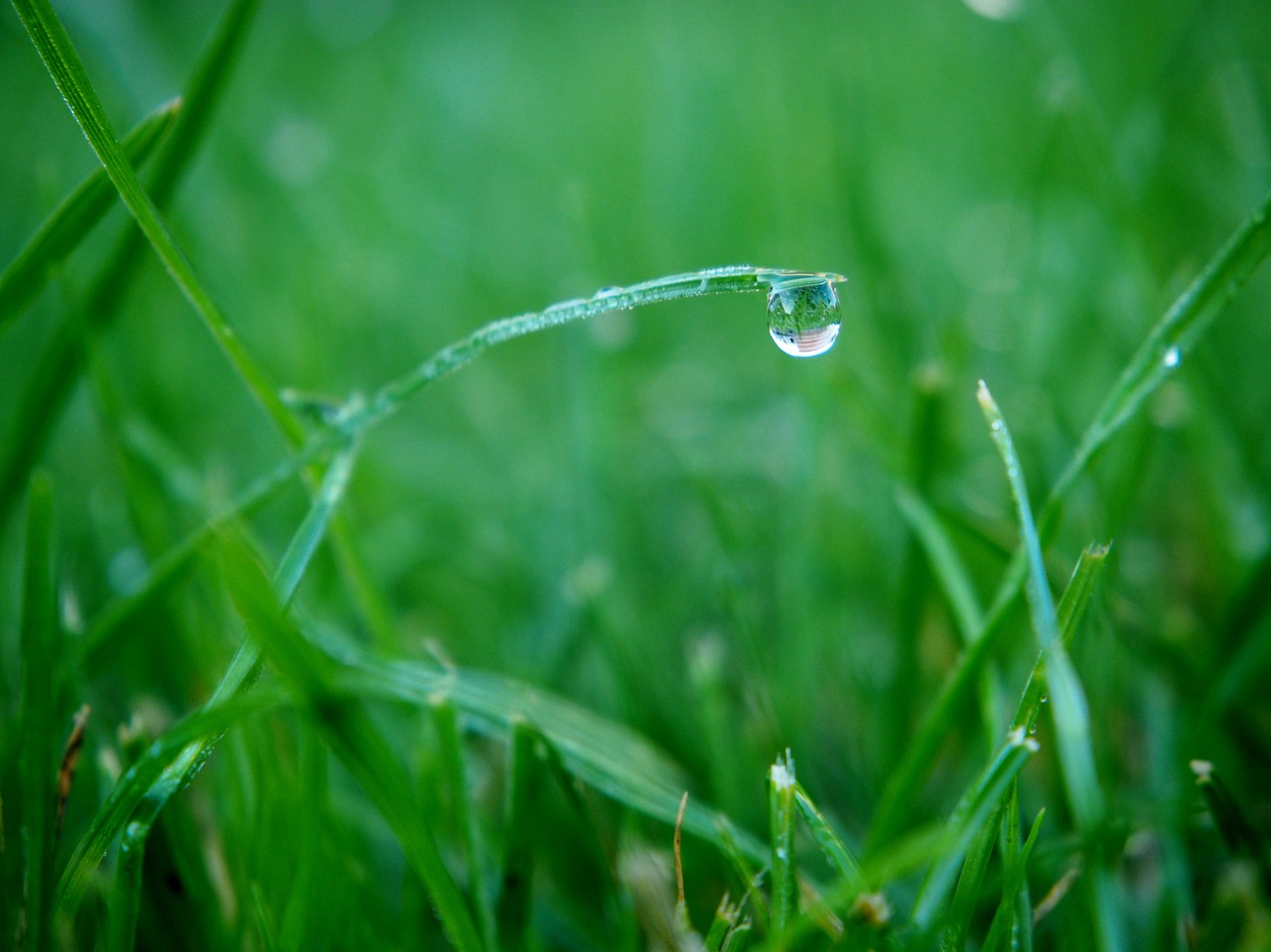 dewdrop drop of water garden free photo