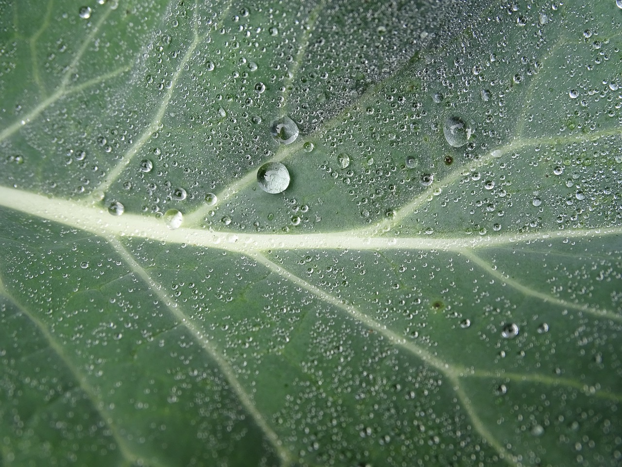 dewdrop morgentau broccoli leaf free photo