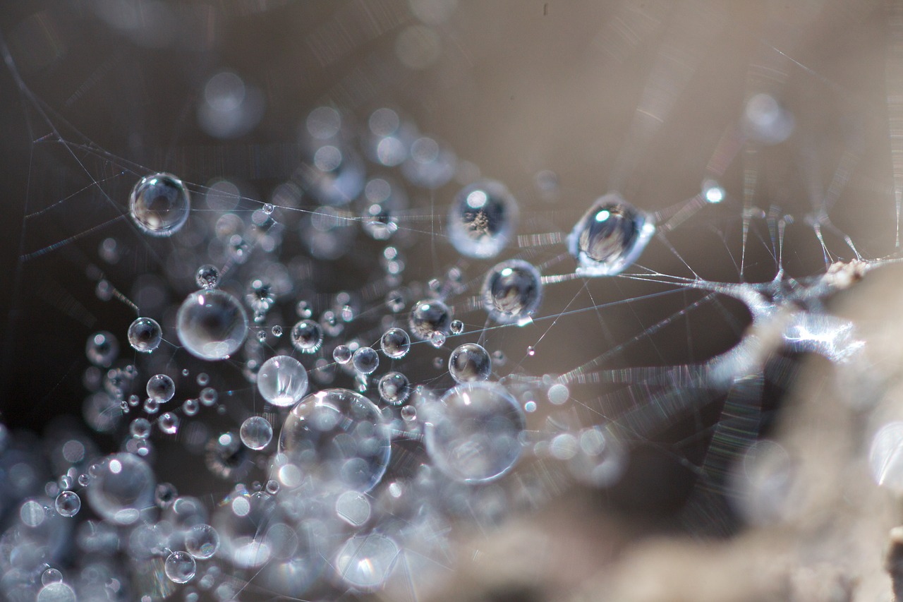 dewdrop  cobweb  close up free photo