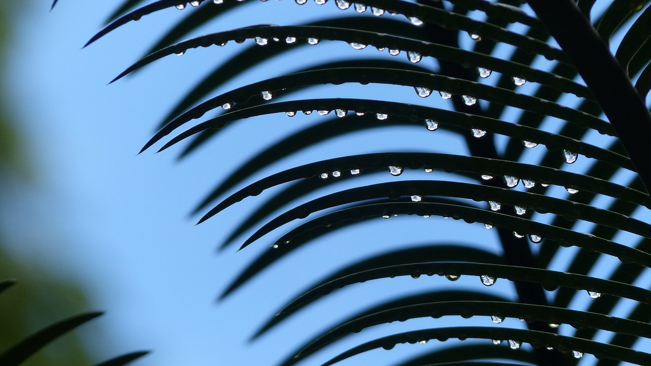 dewdrop  close up  palm fronds free photo