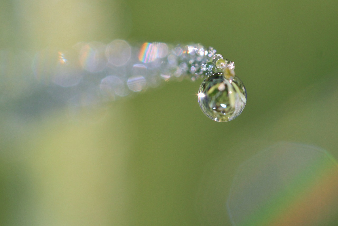 dewdrop drop of water dew free photo