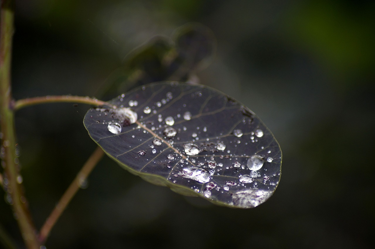 dewdrop  dew  leaf free photo