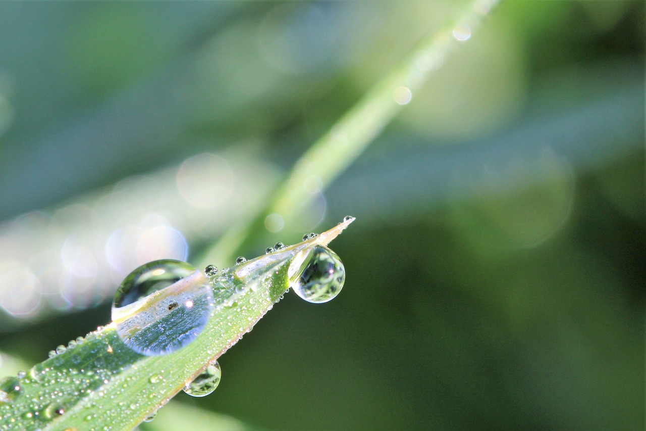 dewdrop  meadow  macro free photo