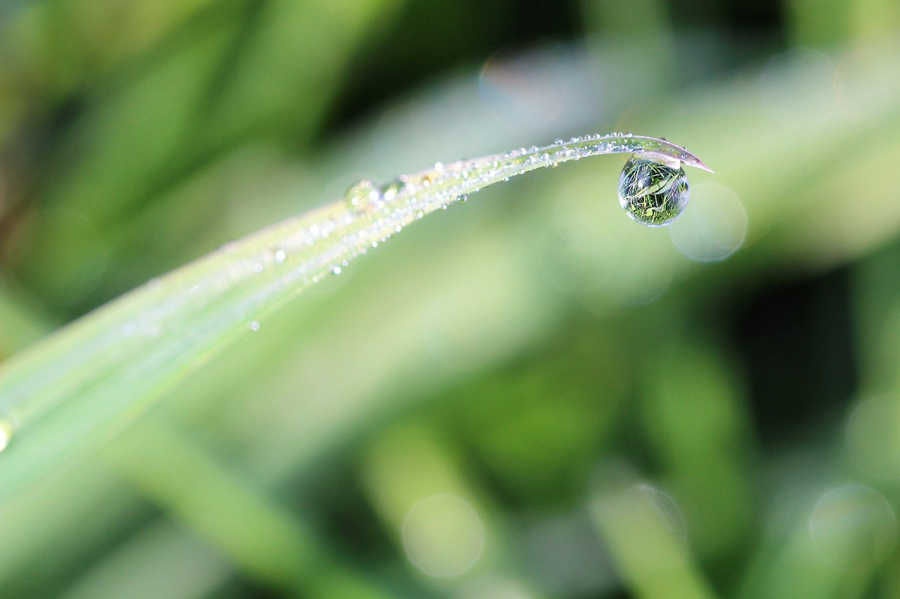 dewdrop  meadow  macro free photo