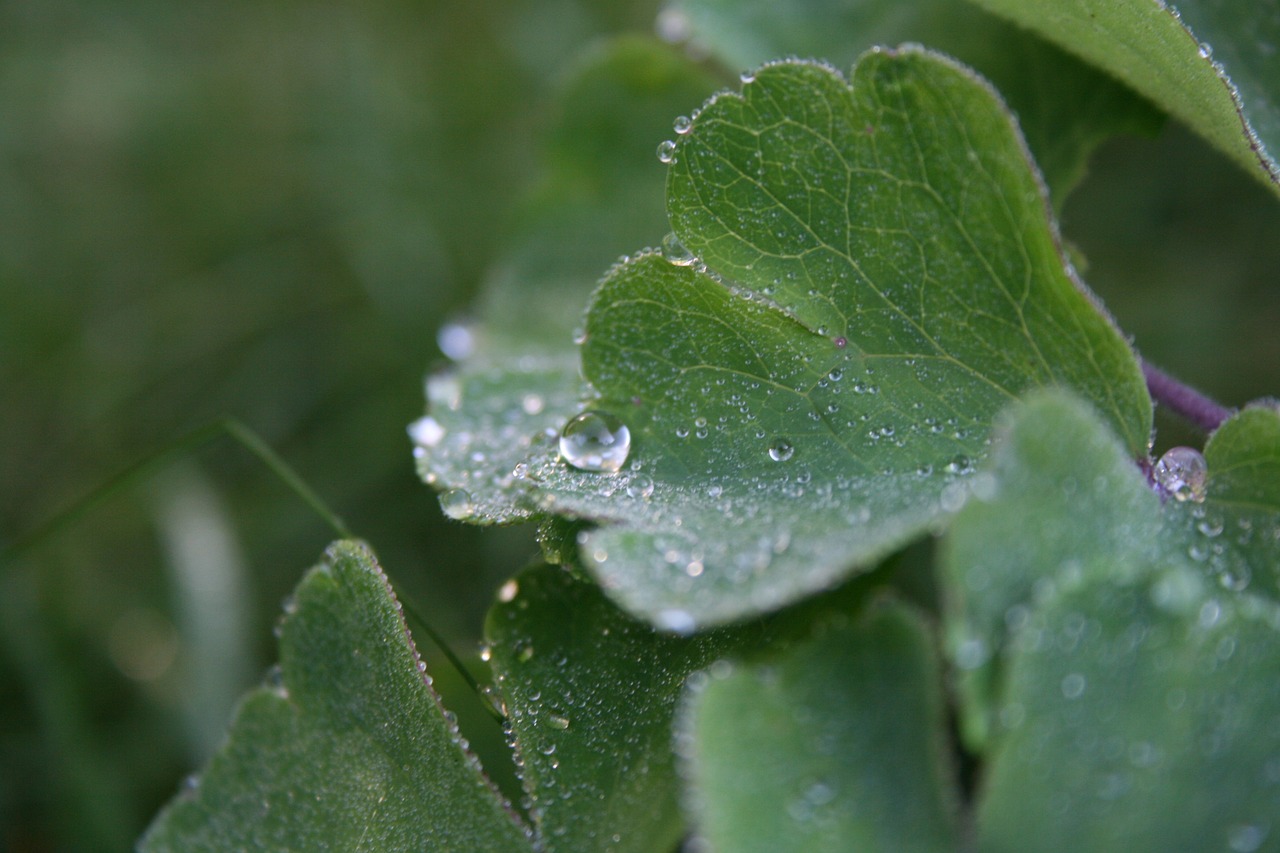 dewdrop leaf plant free photo