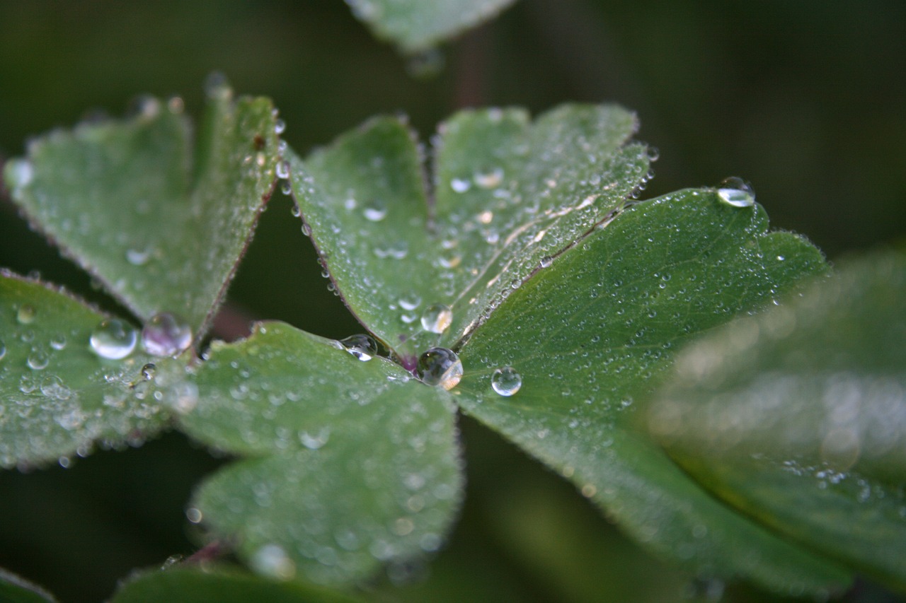 dewdrop leaf plant free photo