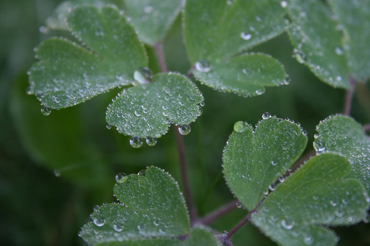 dewdrop leaf plant free photo