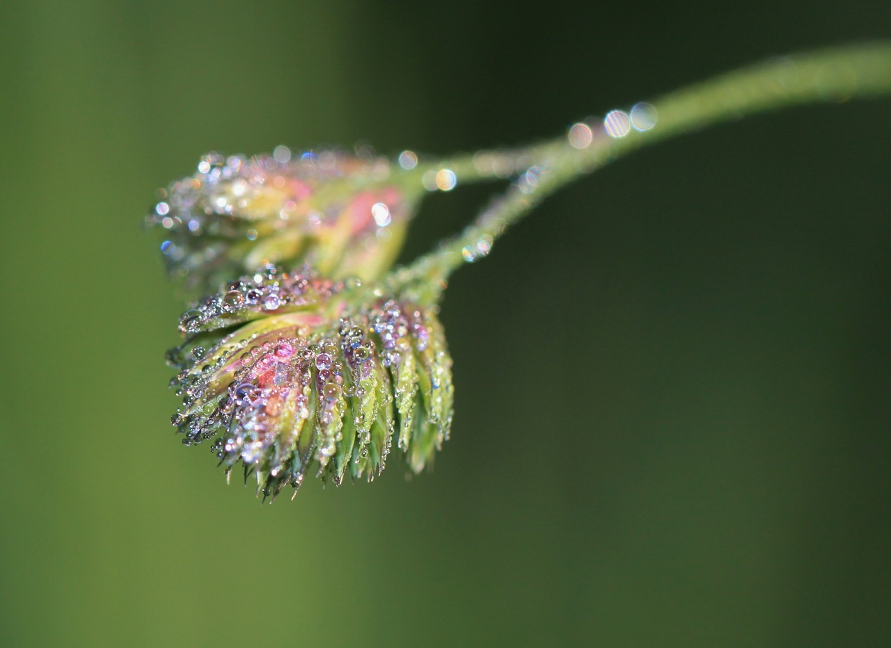 dewdrop drop of water beaded free photo