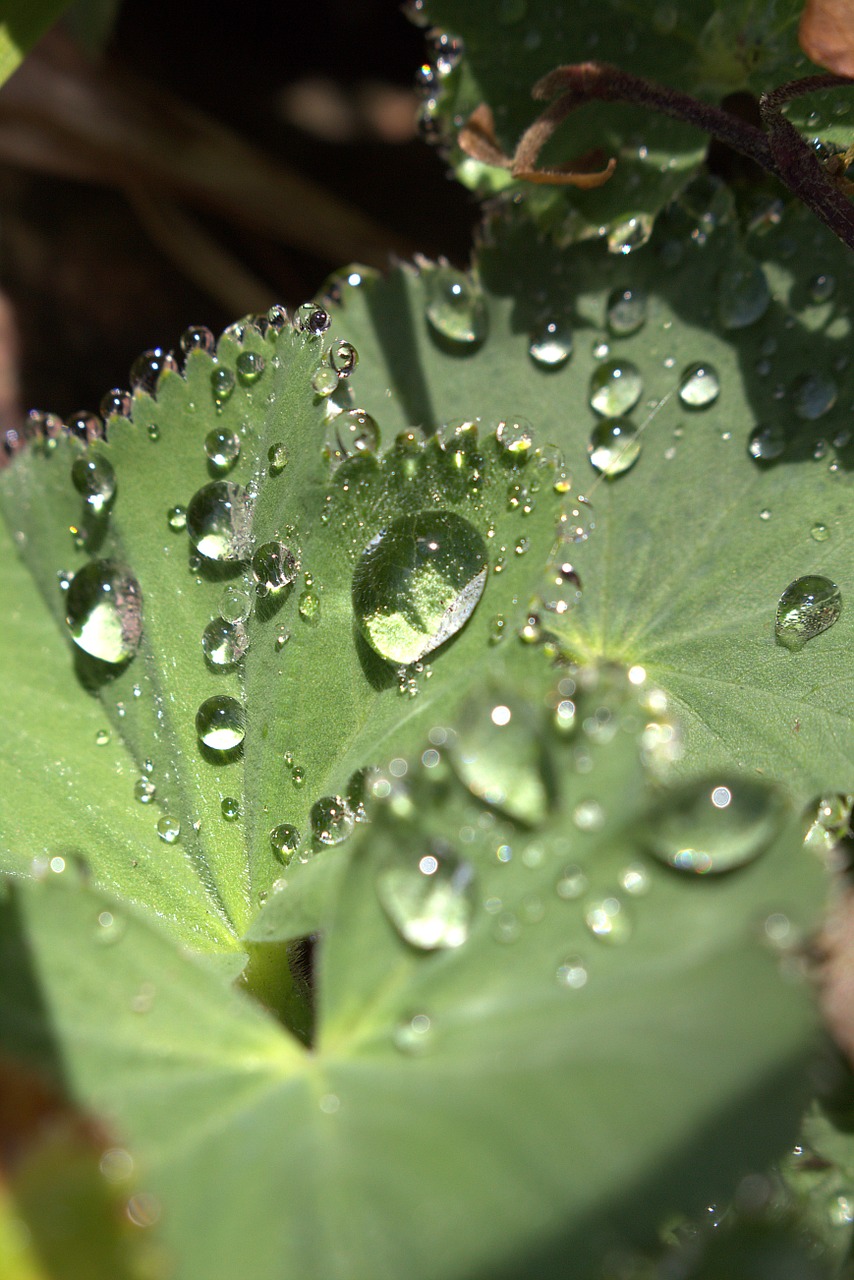 dewdrop leaf close free photo