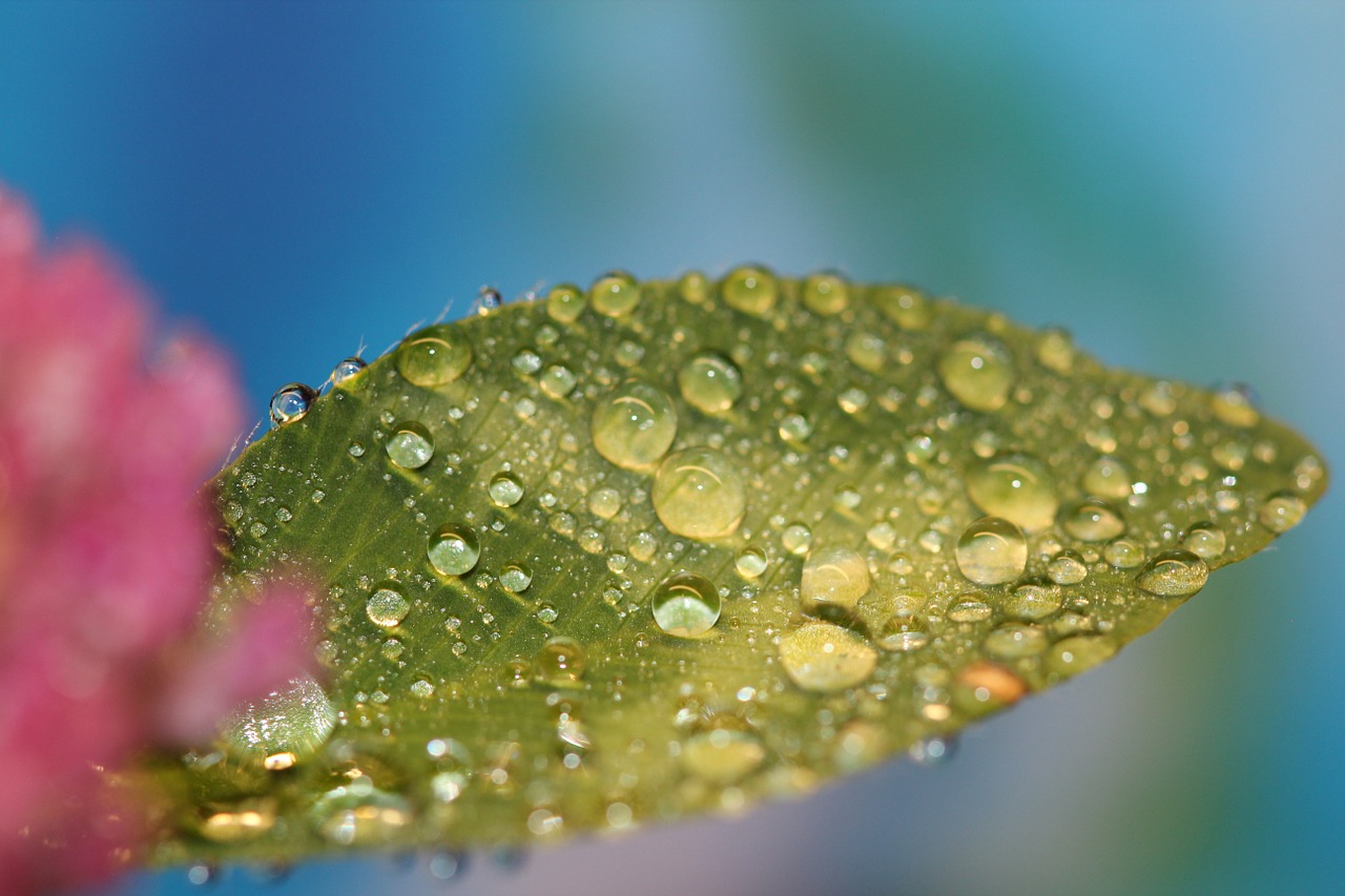dewdrops dew leaf free photo