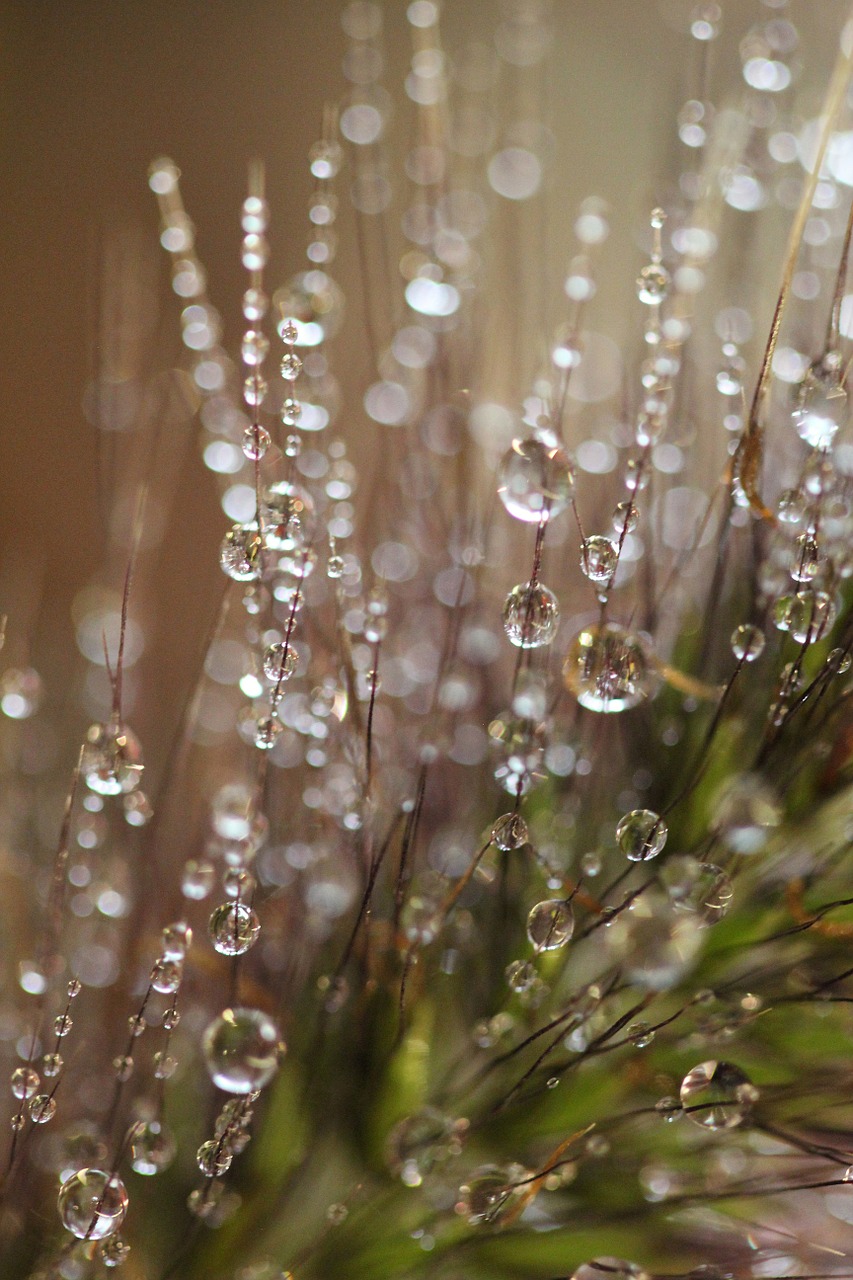 dewdrops morning nature free photo