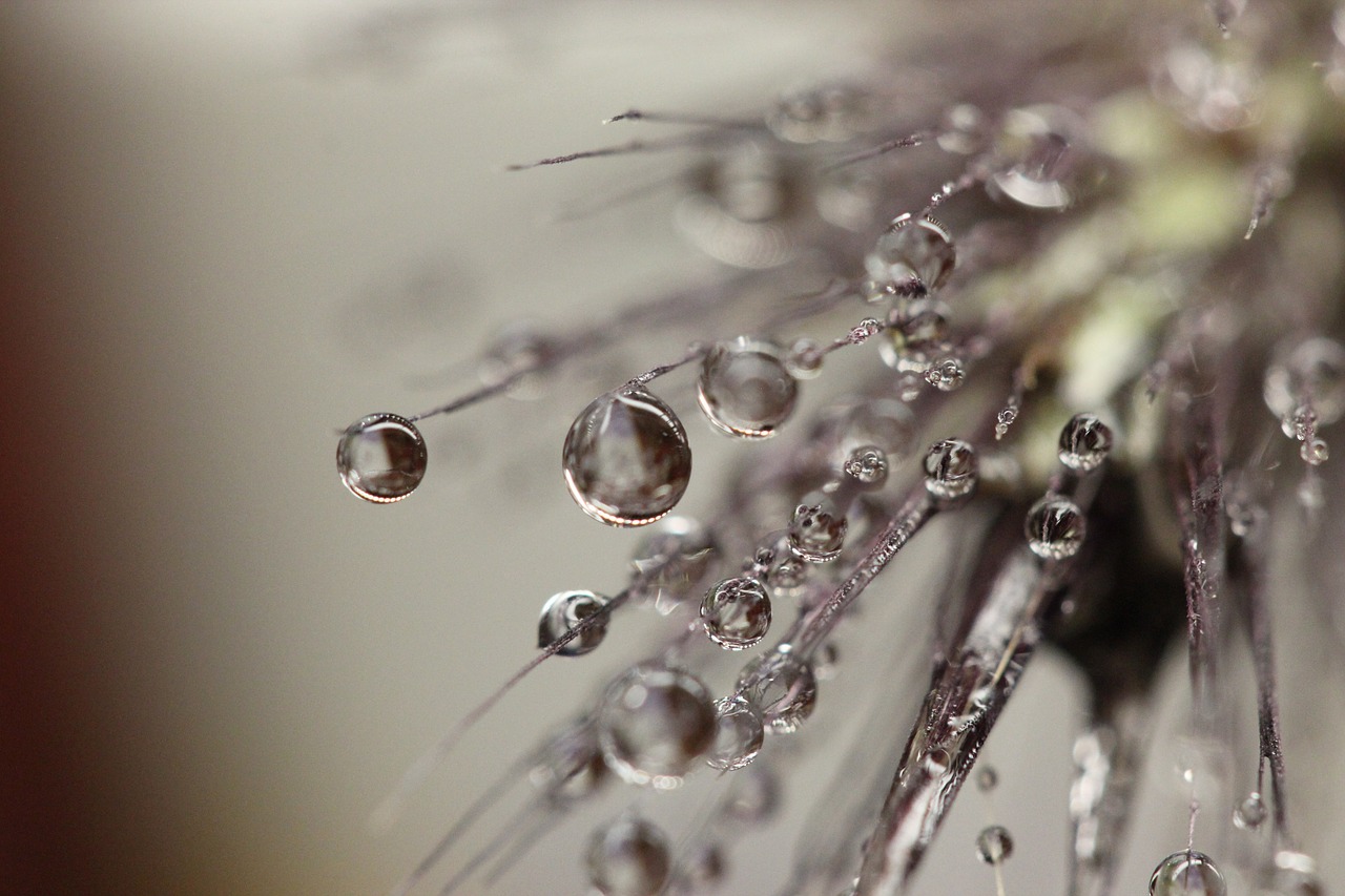 dewdrops dew wet free photo