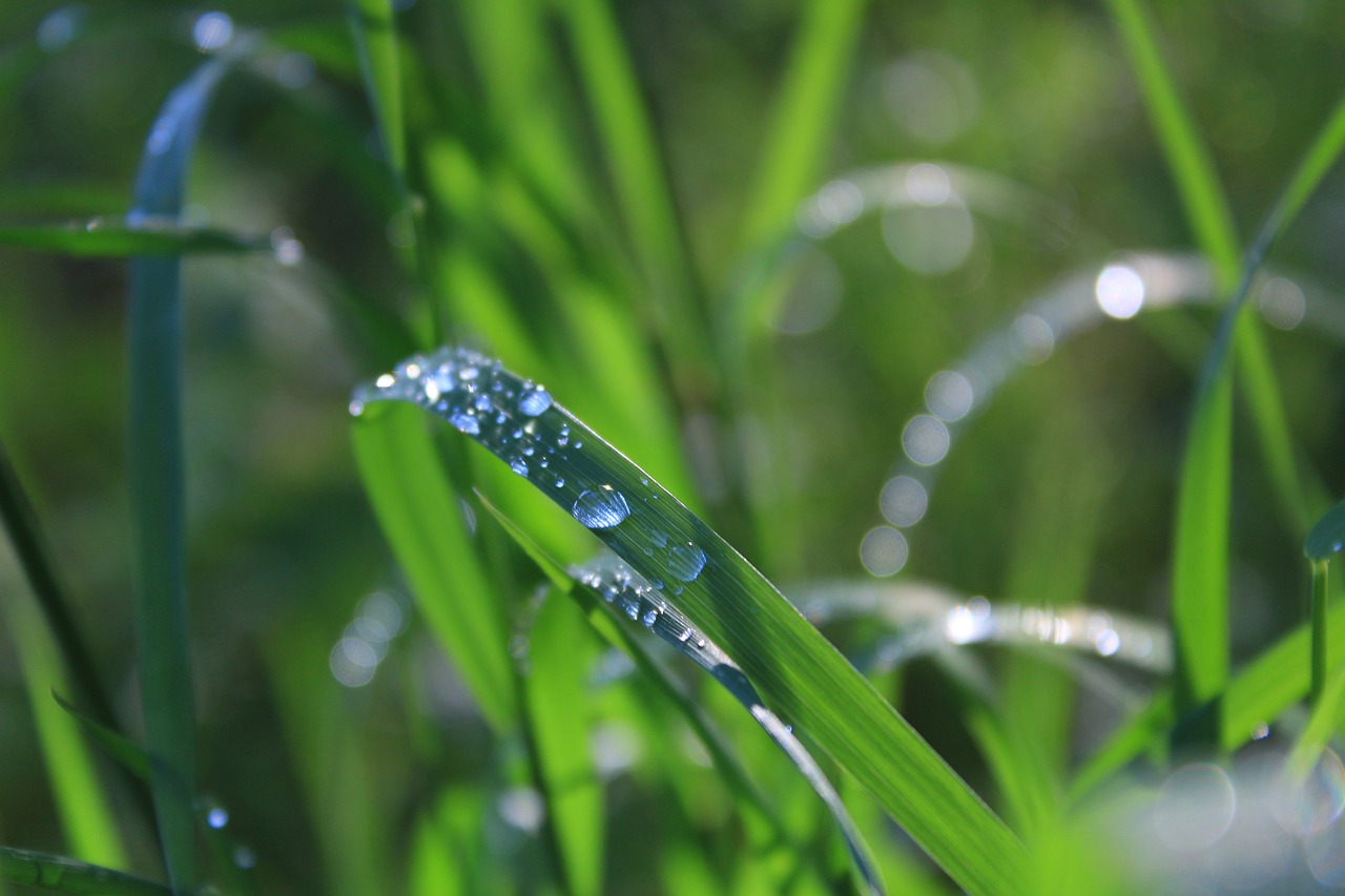 dewdrops  grass  spring free photo