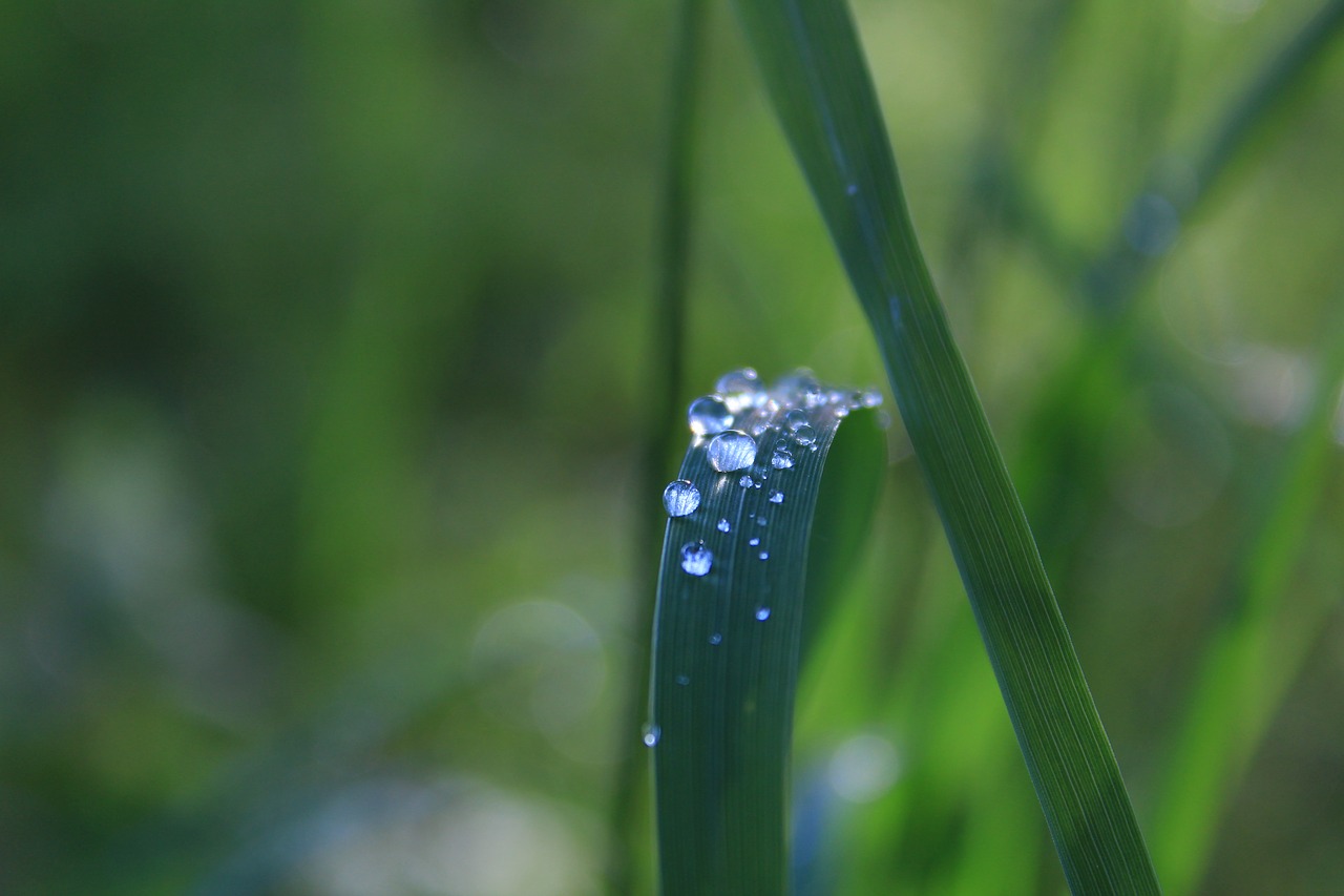 dewdrops  grass  spring free photo