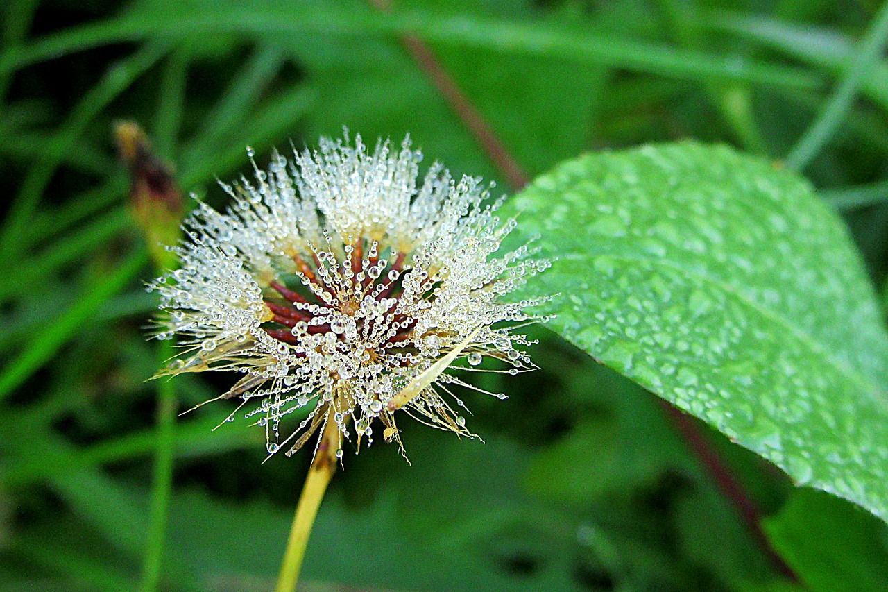 dewdrops  drops  plant free photo