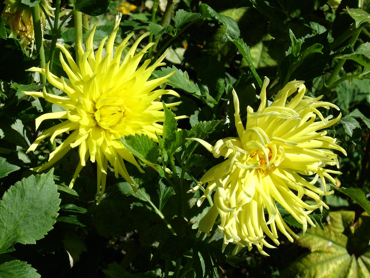 dhalia  dalia  yellow free photo