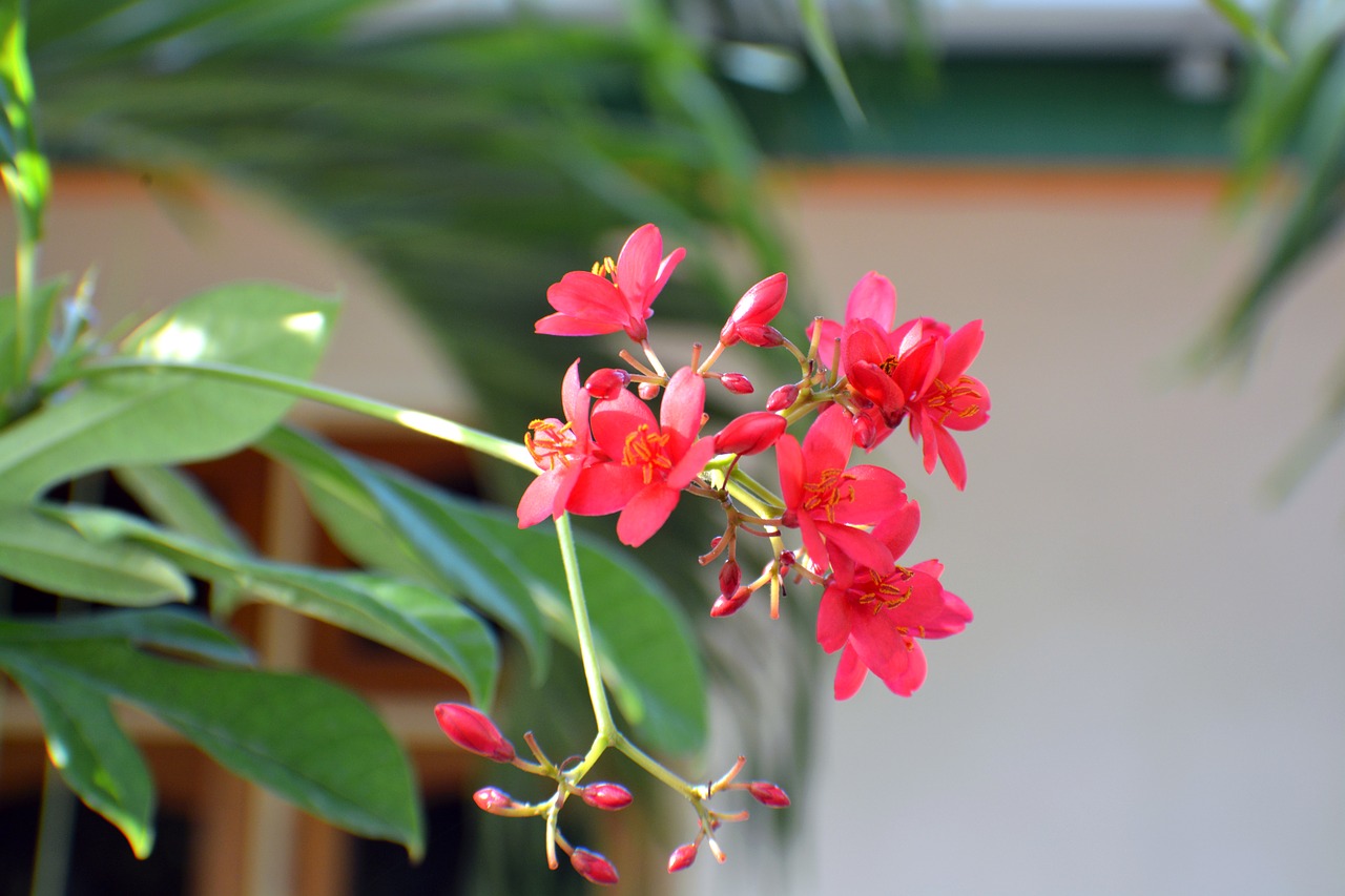 Мальдивы растения