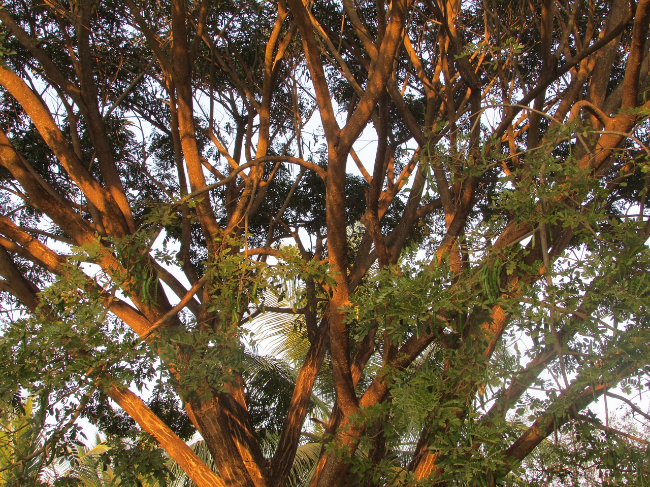 dharwad india tree free photo