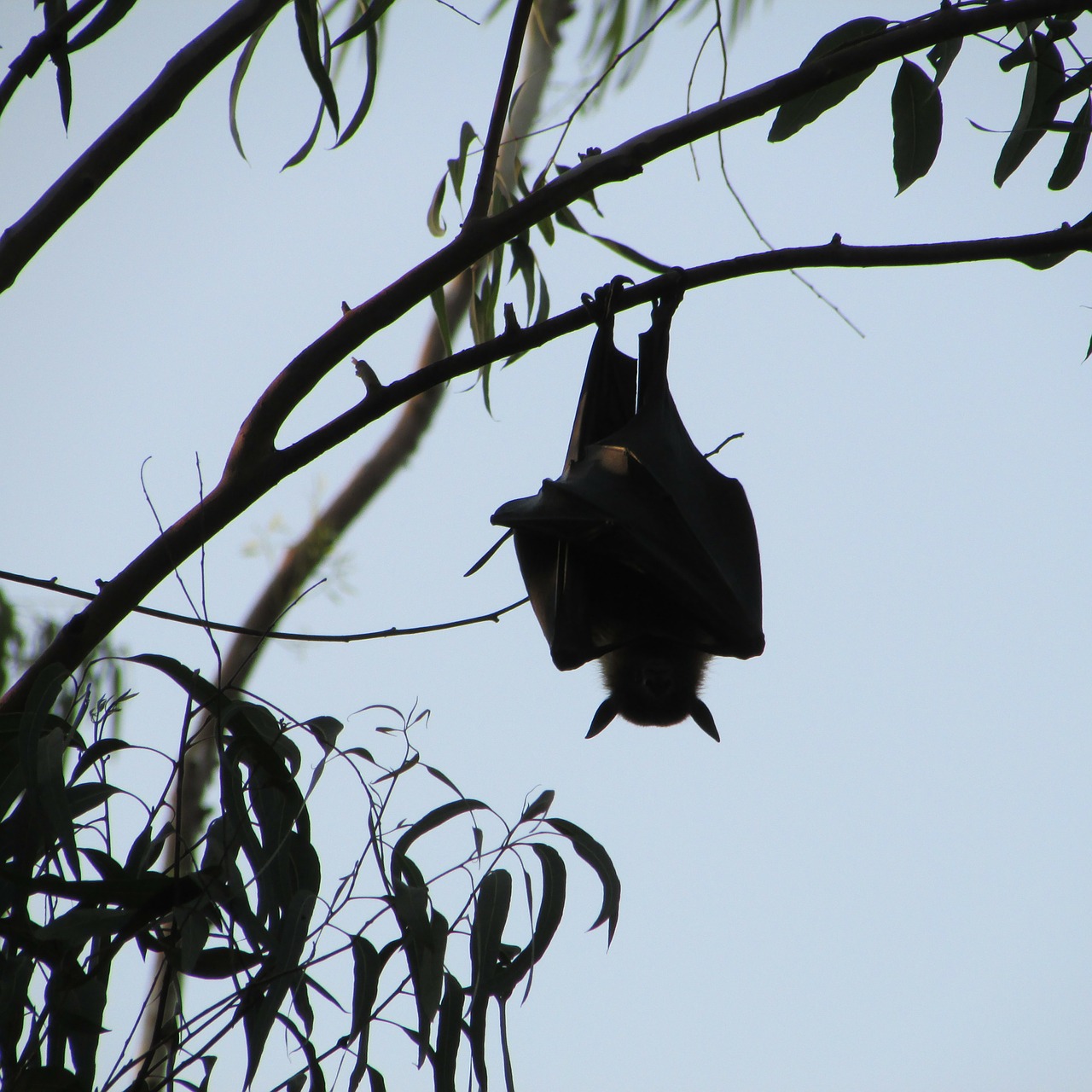 dharwad india bat free photo