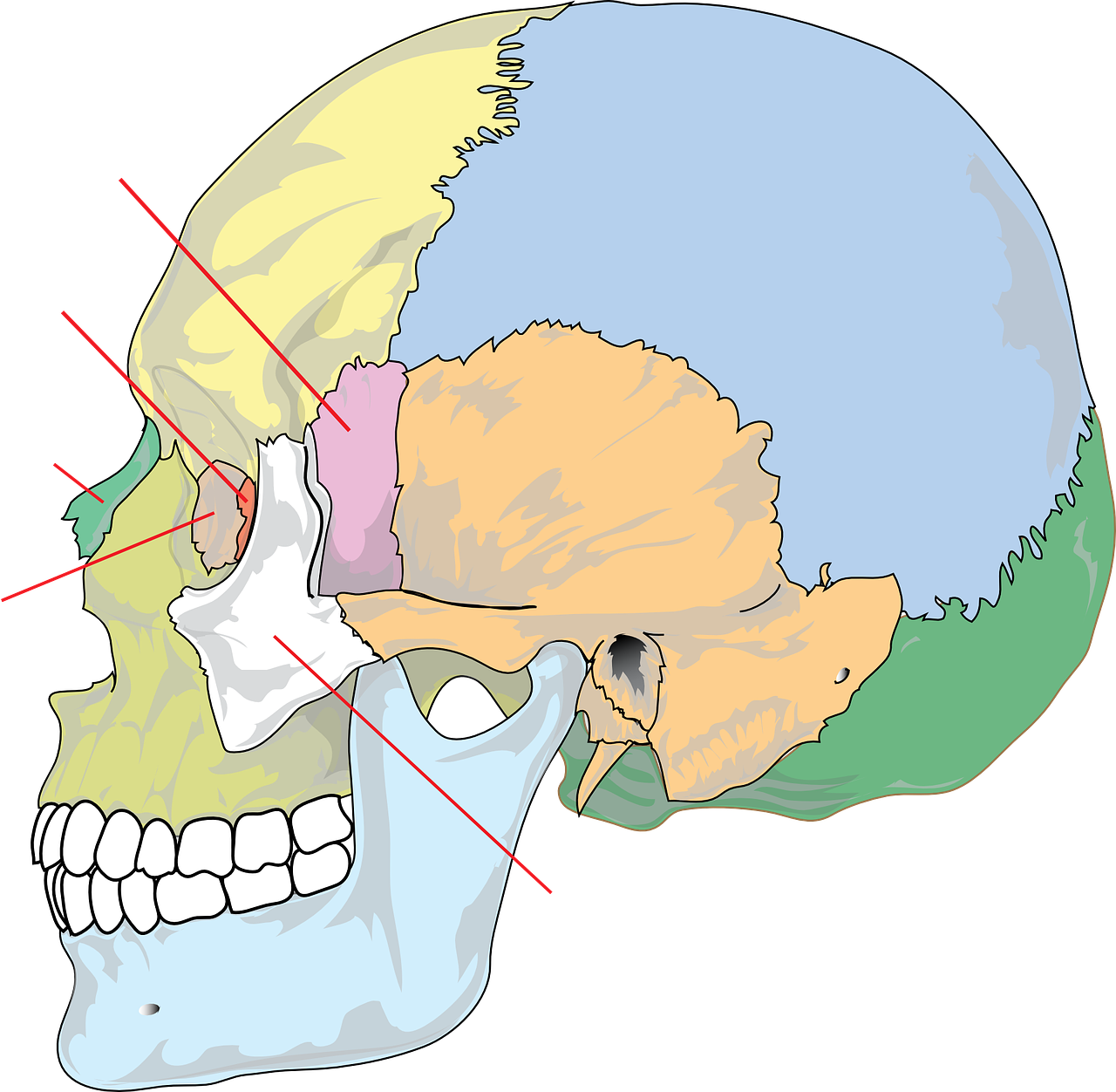 diagram skull education free photo