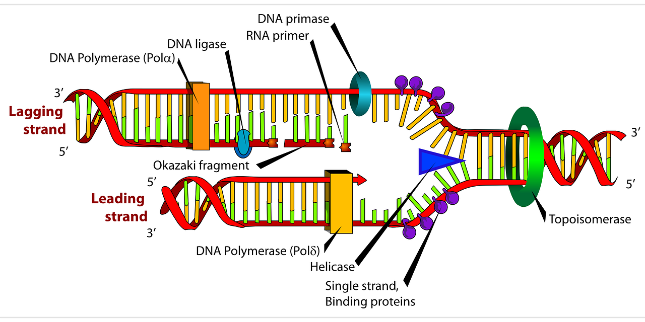 diagram dna biology free photo