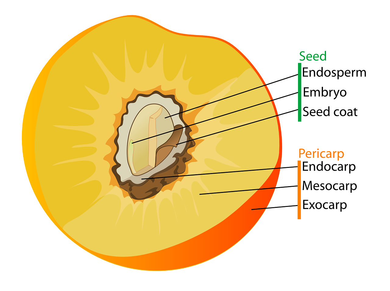 diagram fruit labelled free photo