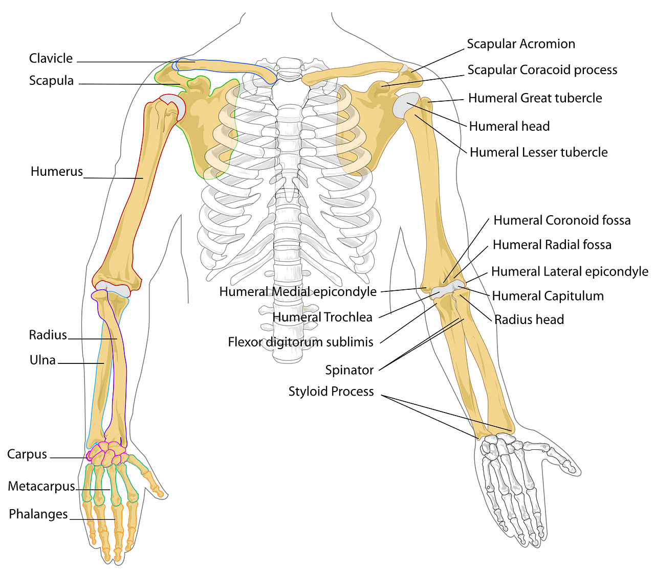 diagram human bones free photo