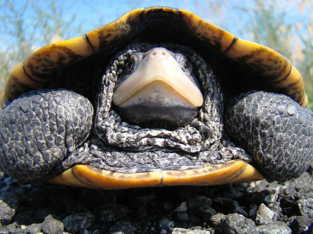 diamondback terrapin turtle free photo