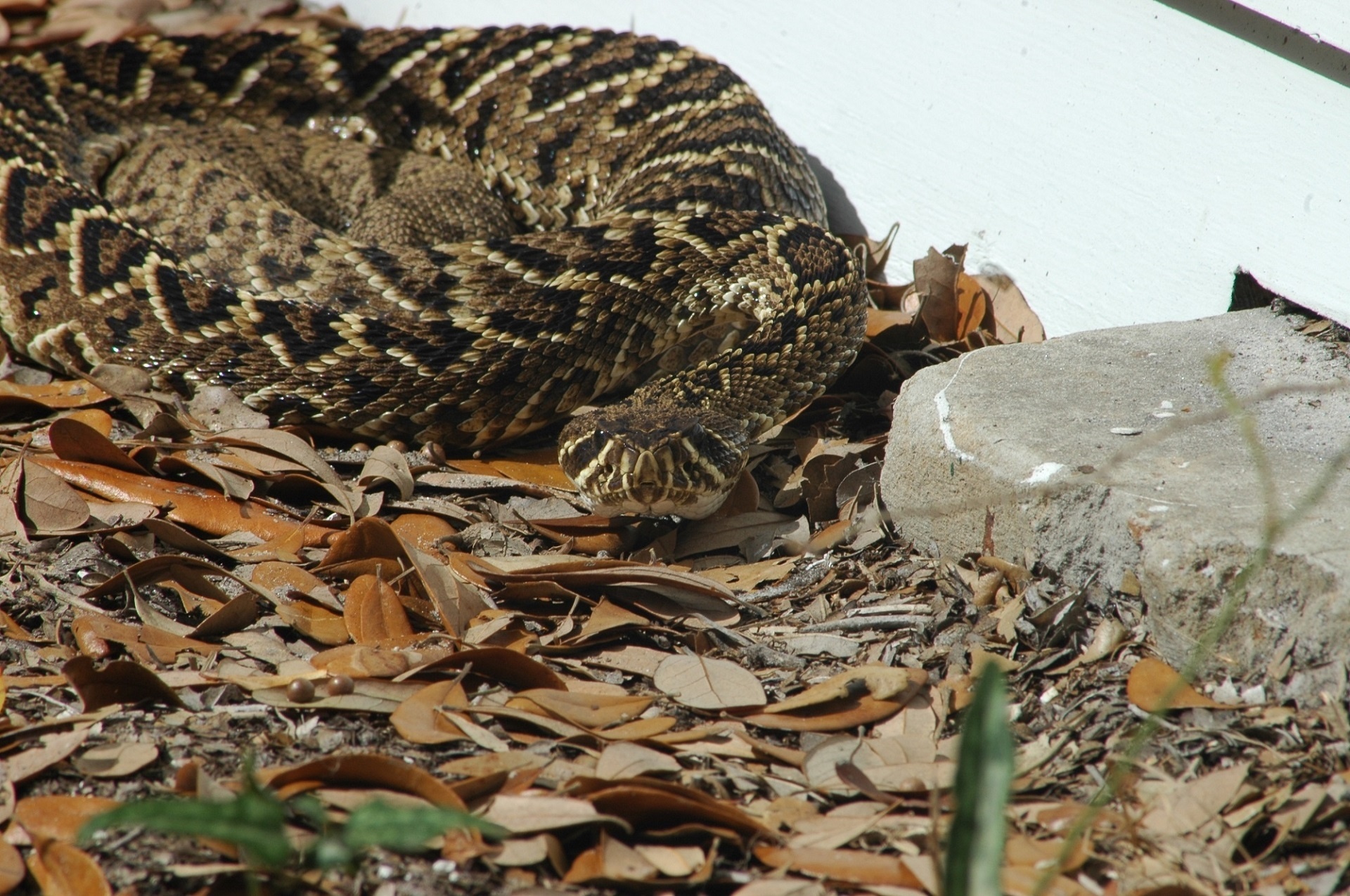 rattlesnake coiled eastern free photo