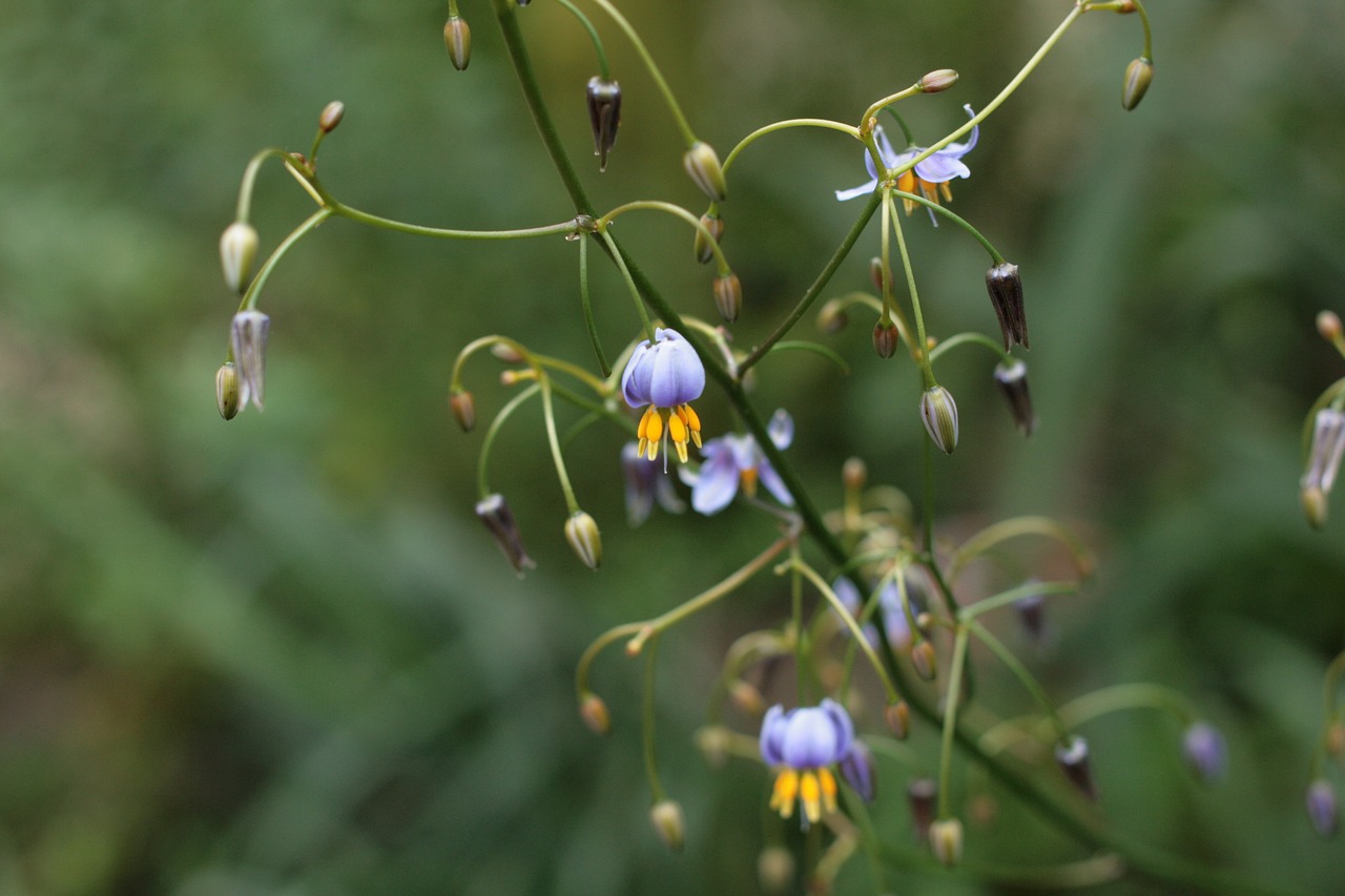 dianella tasmanica asphodelaceae free pictures free photo