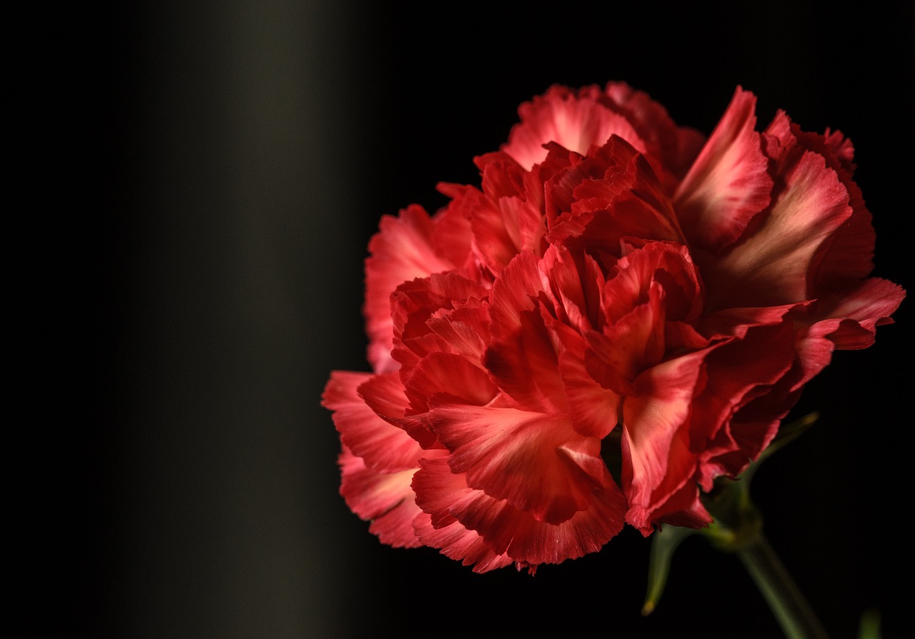 dianthus red flower free photo