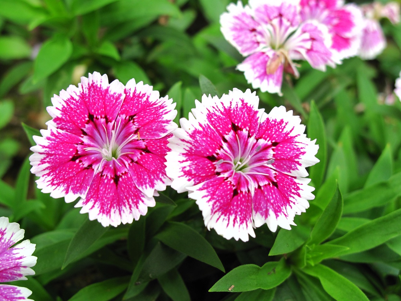 dianthus two pink free photo