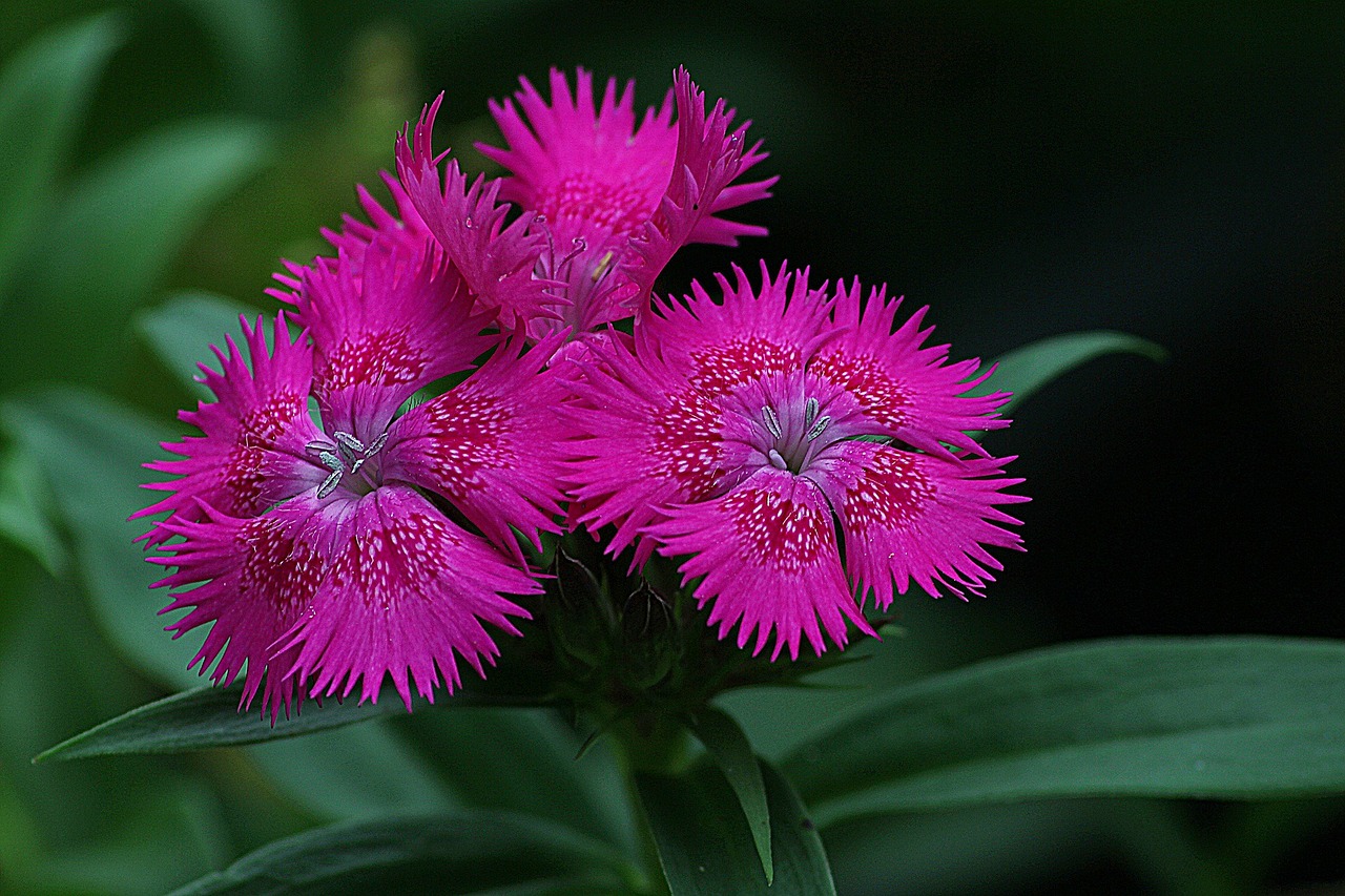 dianthus flowering plant blossom free photo