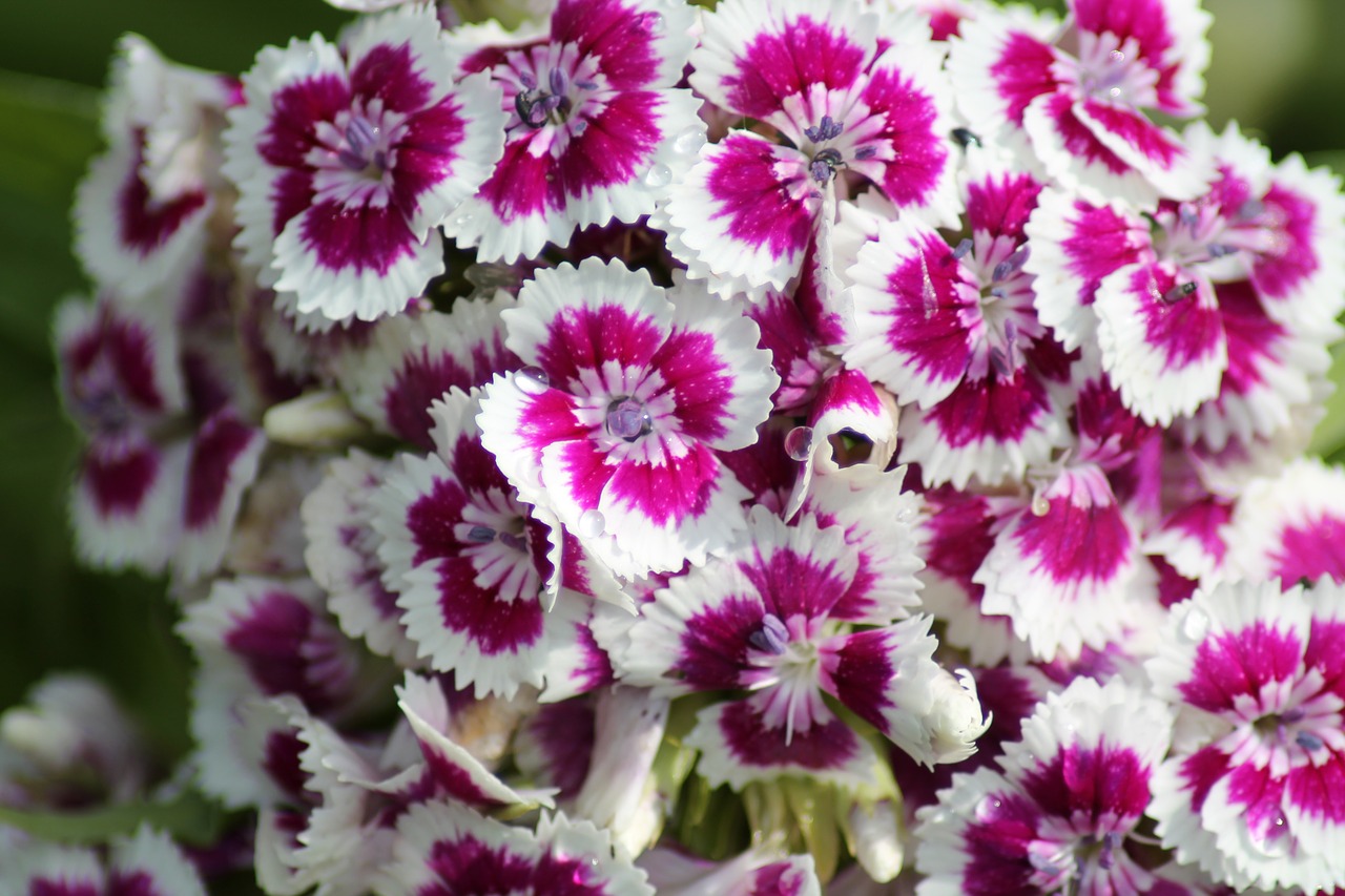 dianthus flower garden free photo