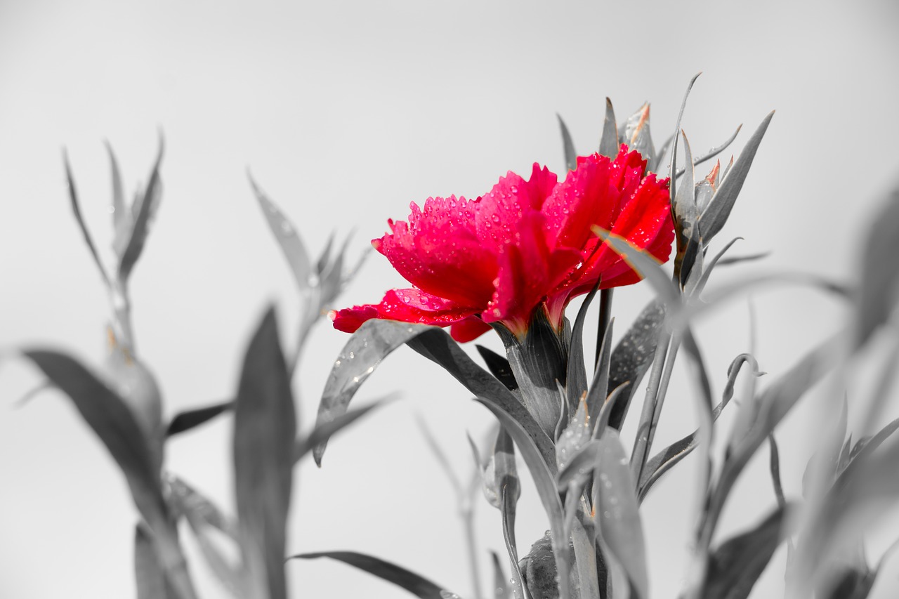 dianthus pink winter flowers free photo