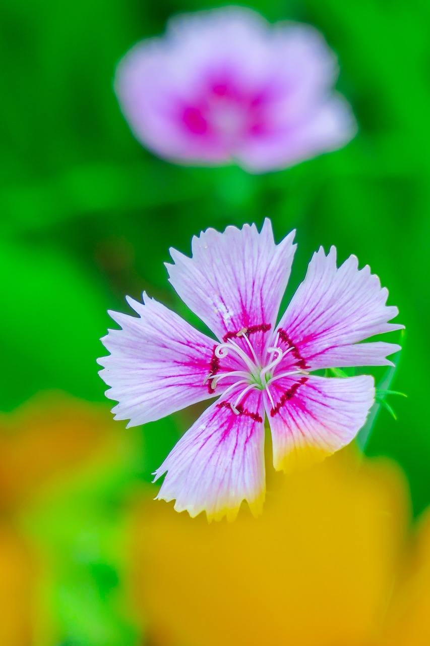 dianthus  flower  plant free photo
