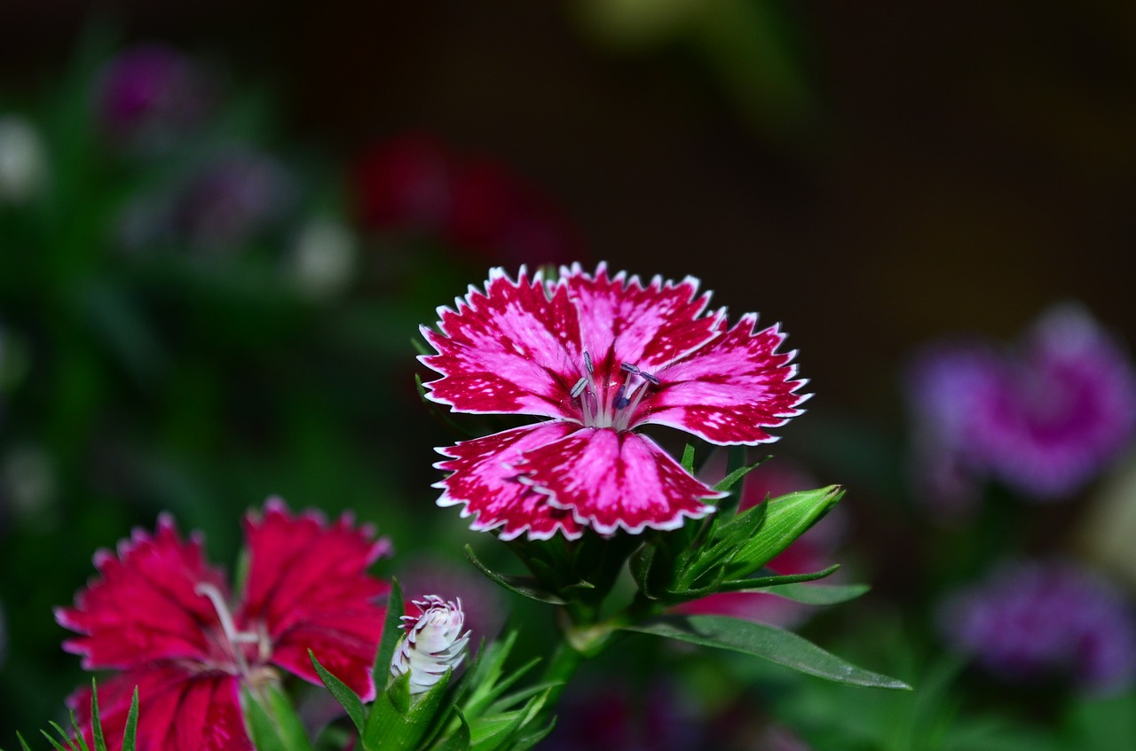 dianthus flower blossom free photo