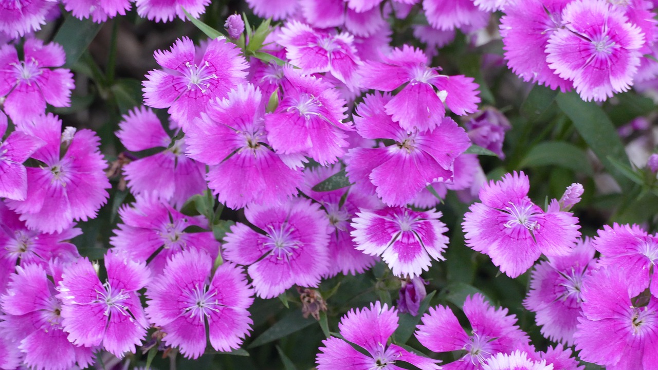 dianthus  flowers  pink free photo