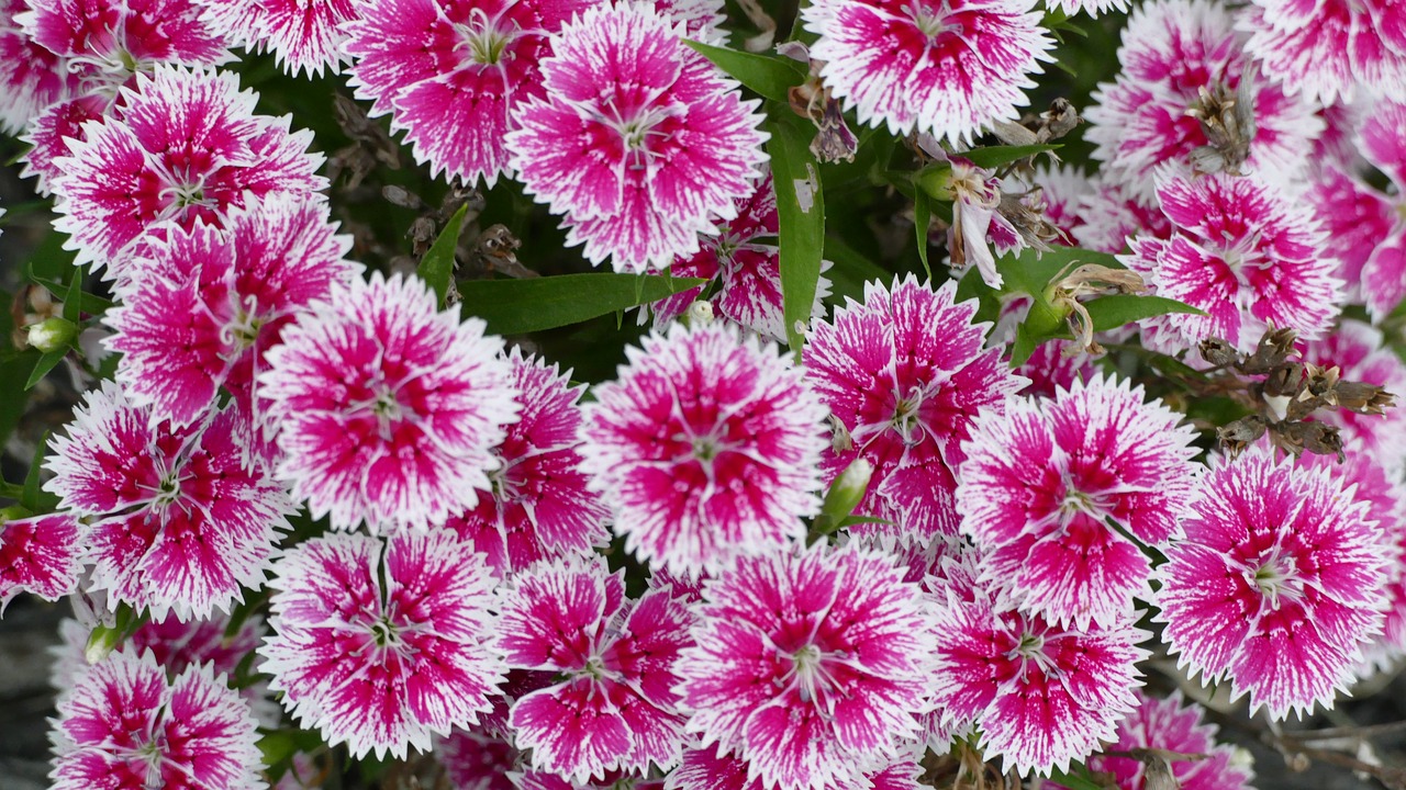 dianthus  flowers  pink free photo