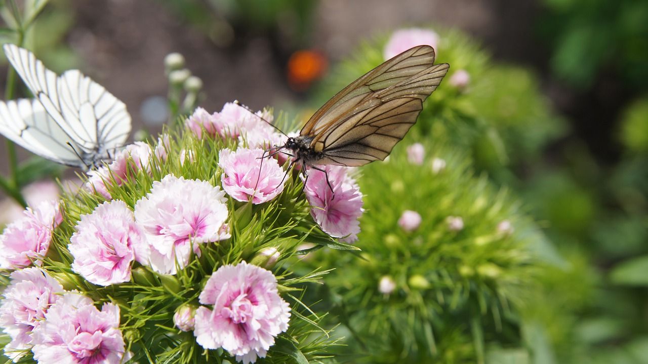 dianthus  butterfly  aporia crataegi free photo